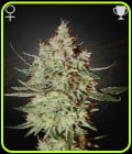 GH Cheese - Green House Seeds