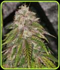 GMO Rainbowz - Pheno Finder Seeds