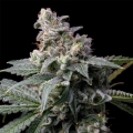 GMO x Hollywood - Cookies Seed Bank