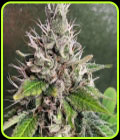GMP aka Genetically Modified Peachz - Spitfire Genetics