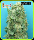 Grand Heft Auto - Dr Krippling Seeds