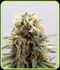 GSC - Kannabia Seeds
