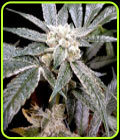 GYO Collection - El Fuego - DNA Genetics Seeds