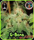 G-Bomb - Big Buddha Seeds