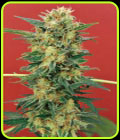 Ganesh - Mandala Seeds