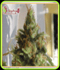 Ganj-Nam Style - Kali's Fruitful Cannabis Seeds