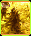 Ganj Of New York - Kali's Fruitful Cannabis Seeds