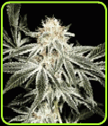 Gardener's Choice - Sagarmatha Seeds