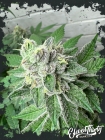 Garlic Budder - ElevenThirty Genetics