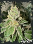 Garlic Budder Auto - ElevenThirty Genetics