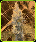Garlic Grapes - Fidels Seed Co