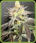 Gary Banana Payton - Old School Genetics