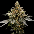 Gaz Money - DNA Genetics Seeds