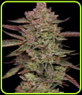 Gazzurple - Humboldt Seed Company