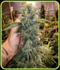 Geist OG Fast Flowering - Humboldt Seed Organisation