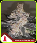 Gelato 242 - Medical Seeds