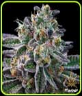 Gelato 33 - Flavour Chasers