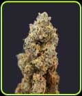 Gelato 33 x French Cookies a.k.a. French Macaron - TH Seeds