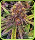 Gelato 41 - Flavour Chasers