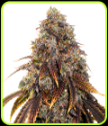 Gelato 41 - Seed Stockers