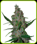 Gelato 41 Fast - Seed Stockers