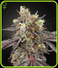 Gelato 41 x Gelato 41 Auto - Green House Seeds