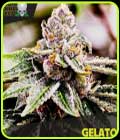 Gelato - Blackskull Seeds