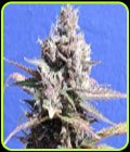 Gelato - Original Sensible Seeds