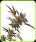 Gelato Auto - Seed City Seeds