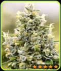Gelato Auto - PowerStrains