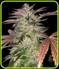 Gelato Cake - TH Seeds
