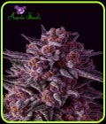 Gelato Dream - Anesia Seeds