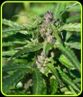 Gelato Kush - Kush Cannabis Seeds