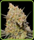 Gelato Mint - OO Seeds
