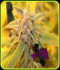 Gelato Zkittlez - Purple Caper Seeds