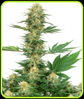 Gelato #420 - White Label Seeds