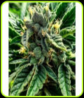 Gelato al Limone - Cali Connection Seeds