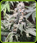 Gelatti Biscotti - Cannarado Genetics