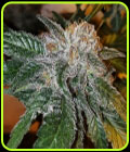 GeloTini - Karma Genetics