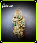 Gelonade - TasteBudz Seeds