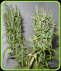 Ghana - Cannabiogen Seeds