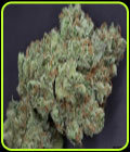 Ghost Train Haze #1 - Rare Dankness Seeds