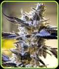 Ghost Train OG Auto - High Speed Buds