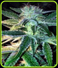 Ghost of Lee Roy - Rare Dankness Seeds