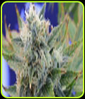 Girl Scout Cookies - Original Sensible Seeds