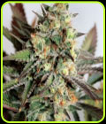 SALE - Girl Scout Cookies - Garden of Green - Garden of Green