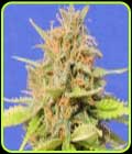 Girl Scout Cookies Auto - Original Sensible Seeds