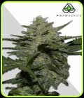 Girl Scout Cookies Auto - Auto Seeds