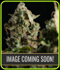 Girl Scout Cookies Auto - BlimBurn Seeds