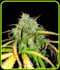 Girl Scout Cookies Auto - BSB Genetics